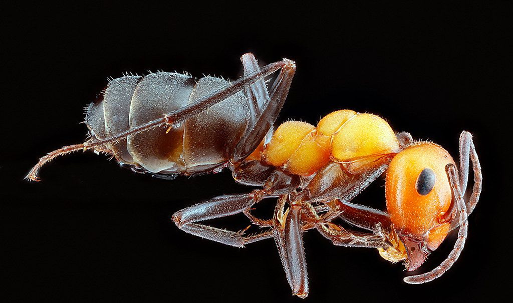 Ant Control service in Kalamazoo, MI