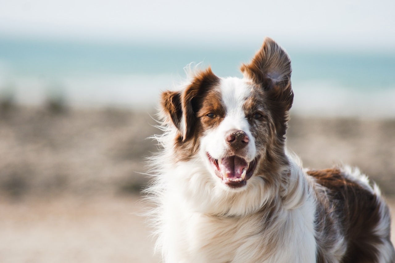 Flea & Tick Control service in Kalamazoo, MI