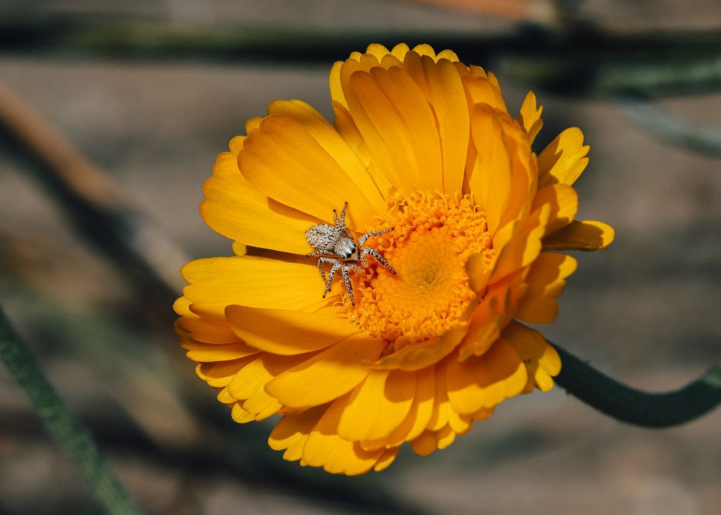 Spider Control service in Kalamazoo, MI